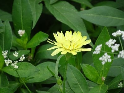 Pyrrhopappus pauciflorus, photographed by Nathan May