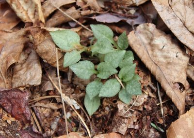 Goodyera tesselata, photographed by Steven Lamonde