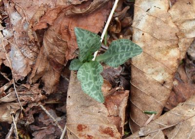 Goodyera tesselata, photographed by Steven Lamonde