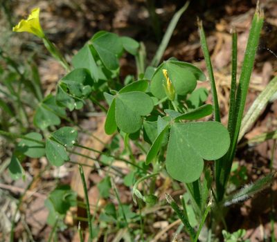 Oxalis stricta, photographed by aga_l_