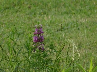Monarda citriodora, photographed by Nathan May