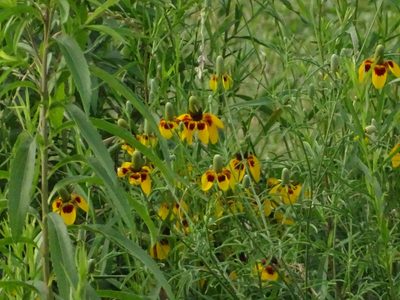 Ratibida columnifera, photographed by Nathan May