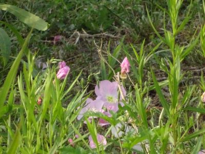 Oenothera speciosa, photographed by Nathan May