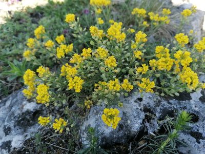 Alyssum gmelinii, photographed by Branislav Tej