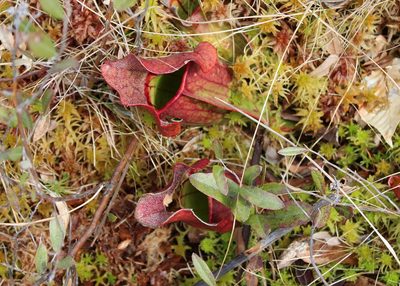 Sarracenia purpurea, photographed by Steven Lamonde