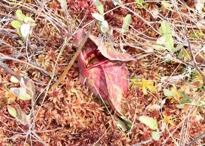 Sarracenia purpurea, photographed by Steven Lamonde