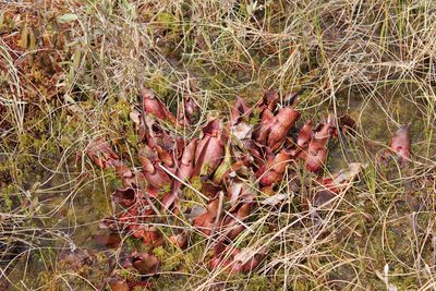 Sarracenia purpurea, photographed by Steven Lamonde