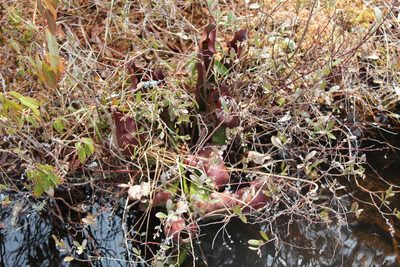 Sarracenia purpurea, photographed by Steven Lamonde