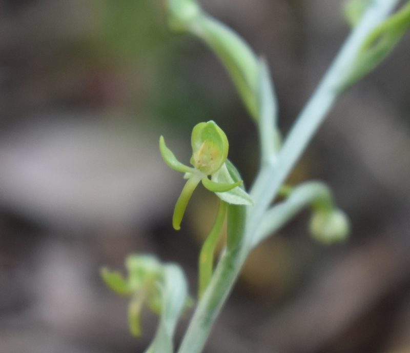 Habenaria arenaria, photographed by Justin Ponder