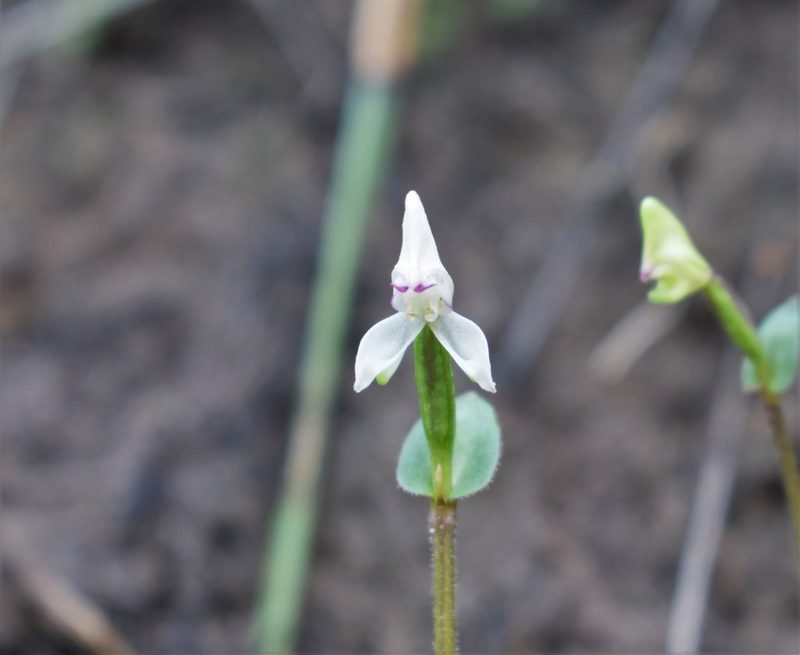 Disperis macowanii, photographed by Justin Ponder