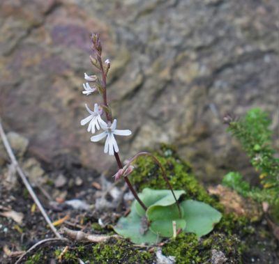Holothrix parviflora, photographed by Justin Ponder