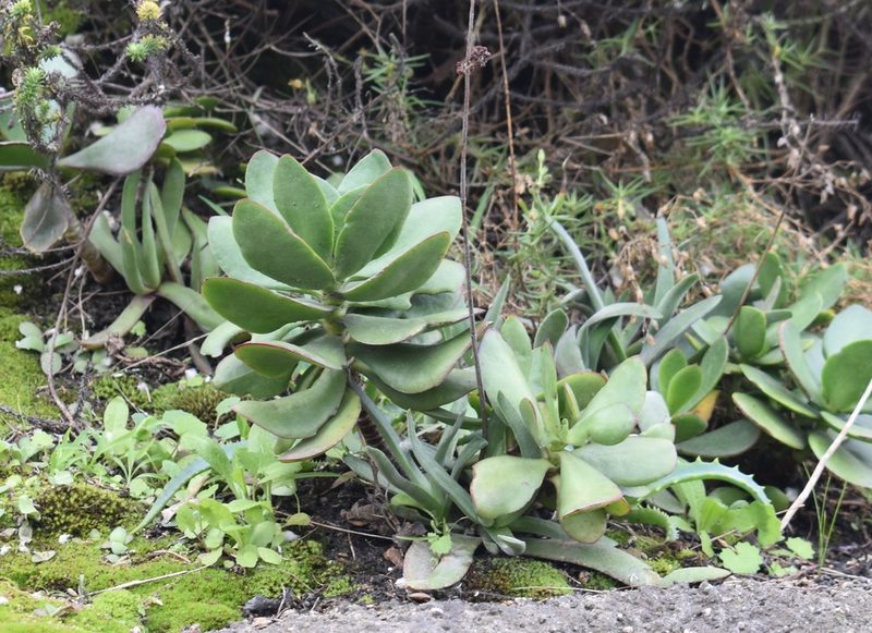 Cotyledon orbiculata, photographed by Justin Ponder