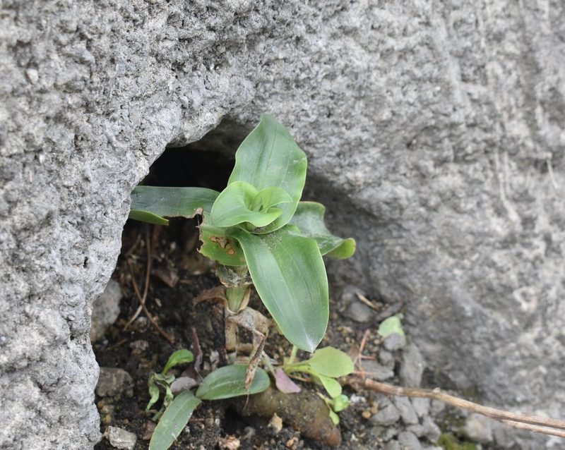 Bonatea speciosa, photographed by Justin Ponder