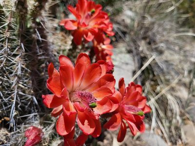 Echinocereus santaritensis, photographed by Sean Krieg