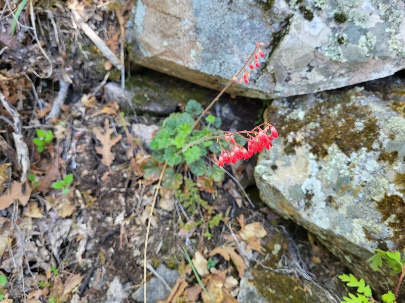 Heuchera sanguinea, photographed by Sean Krieg
