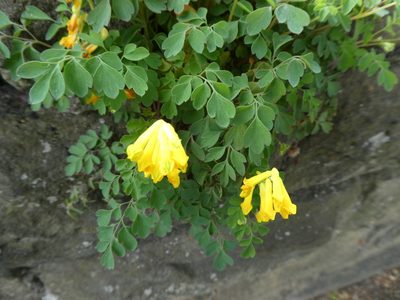 Pseudo-fumaria lutea, photographed by kitbeard