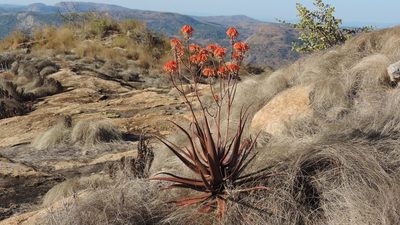 Aloe cameronii, photographed by i_c_riddell
