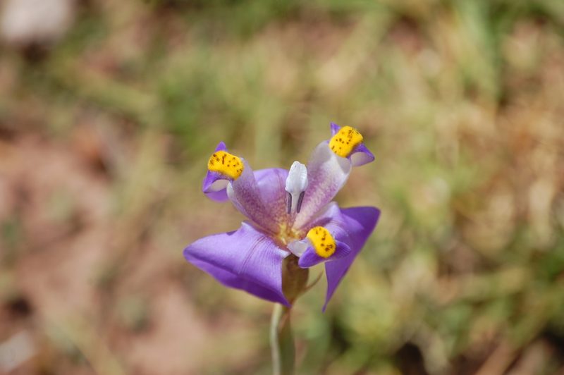 Hesperoxiphion herrerae, photographed by Carlo Brescia