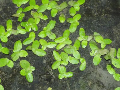 Lemna aequinoctialis, photographed by chiuluan