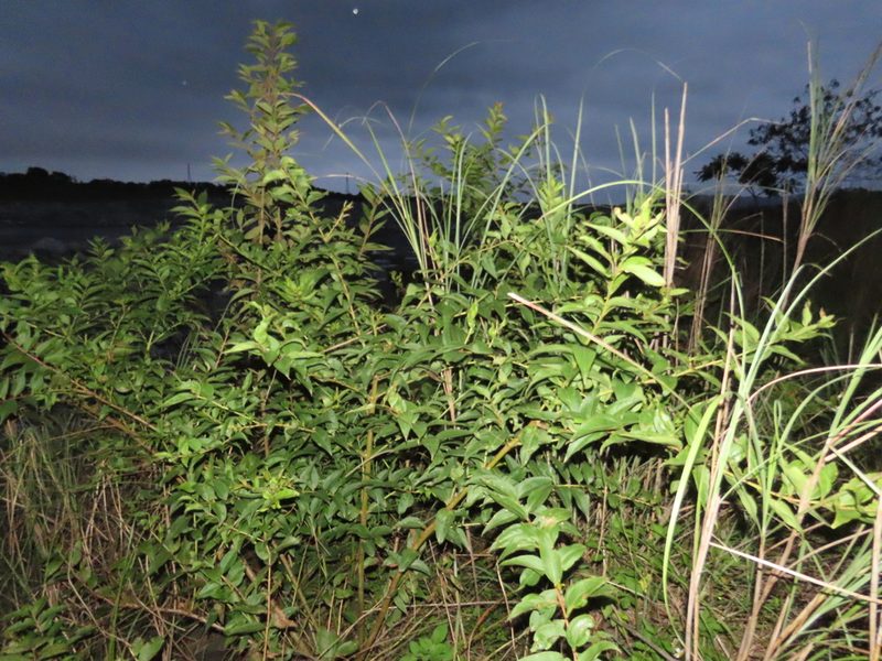 Coriaria intermedia, photographed by chiuluan
