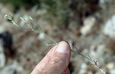 Eriastrum sparsiflorum, photographed by Steve Matson