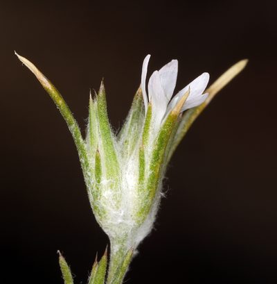 Eriastrum sparsiflorum, photographed by Steve Matson