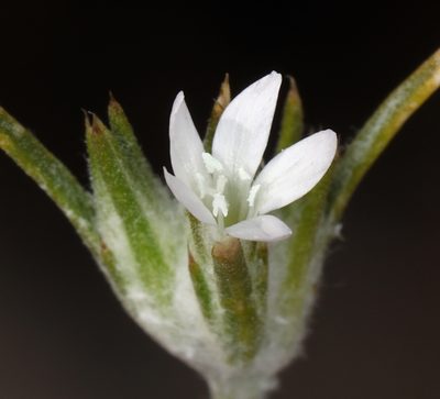 Eriastrum sparsiflorum, photographed by Steve Matson