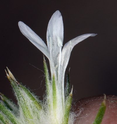 Eriastrum sparsiflorum, photographed by Steve Matson