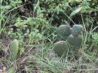 Opuntia ficus-indica, photographed by Marc Riera