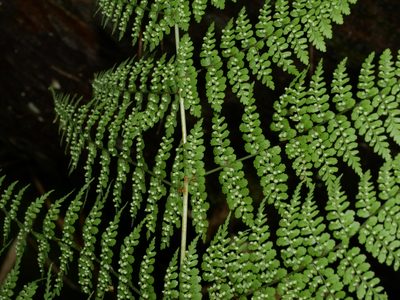 Dryopteris wuzhaohongii, photographed by Jacy Chen