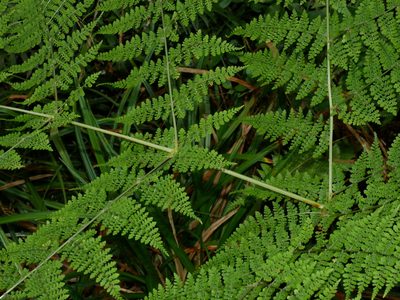 Dryopteris wuzhaohongii, photographed by Jacy Chen