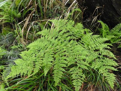 Dryopteris wuzhaohongii, photographed by Jacy Chen