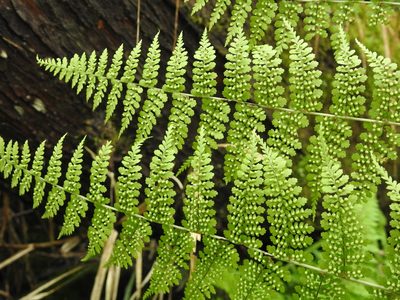 Dryopteris wuzhaohongii, photographed by Jacy Chen