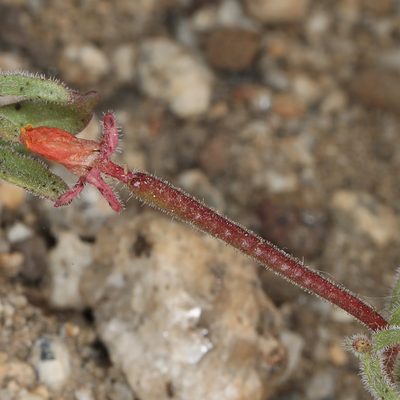 Camissonia pusilla, photographed by Steve Matson