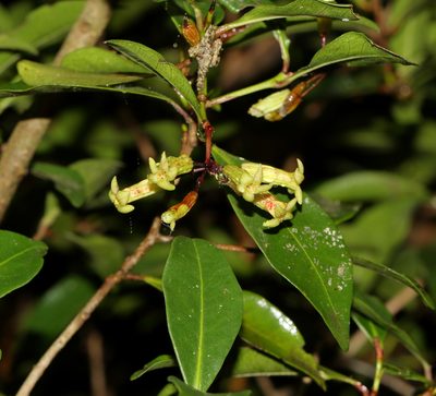 Peddiea africana, photographed by Alan Manson