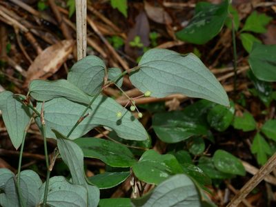 Smilax menispermoidea, photographed by Jacy Chen