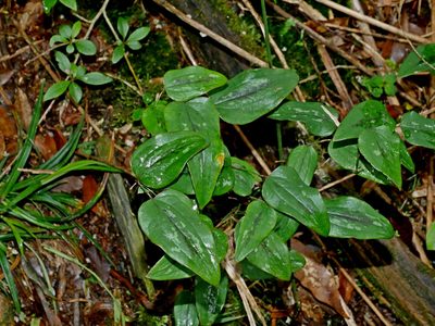 Smilax menispermoidea, photographed by Jacy Chen
