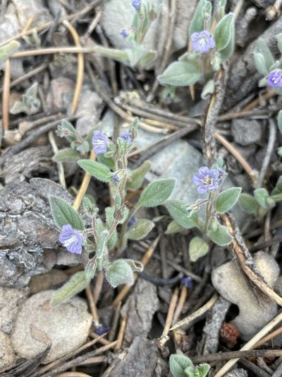 Phacelia austromontana, photographed by Matt Berger