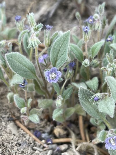Phacelia austromontana, photographed by Matt Berger