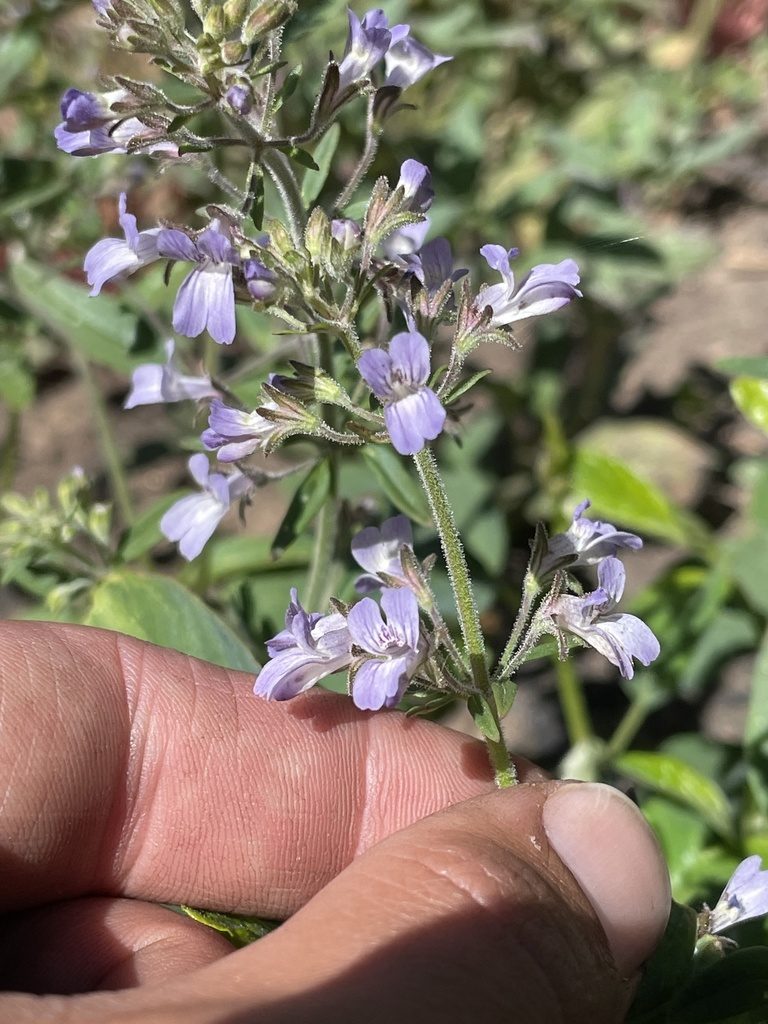 Collinsia childii, photographed by Max Miley