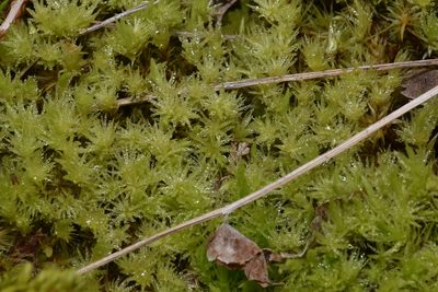 Aulacomnium palustre, photographed by Braden J. Judson