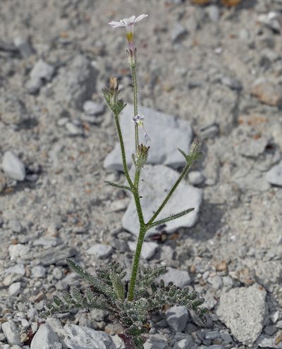 Aliciella hutchinsifolia, photographed by Steve Matson