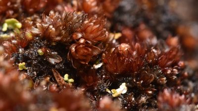 Rosulabryum capillare, photographed by Braden J. Judson