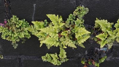 Asplenium adiantum-nigrum, photographed by goldfjnch