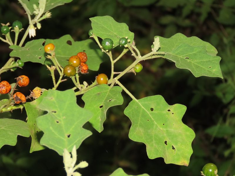 Solanum violaceum, photographed by chiuluan