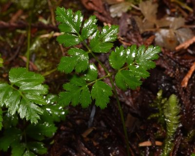 Coptis aspleniifolia, photographed by Braden J. Judson