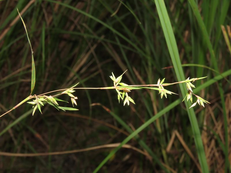 Apluda mutica, photographed by chiuluan