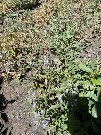 Collinsia childii, photographed by Max Miley