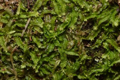 Geocalyx graveolens, photographed by Braden J. Judson