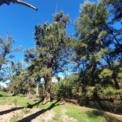 Casuarina cunninghamiana, photographed by ronavery